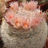 Mammillaria candida Dscf5350.jpg